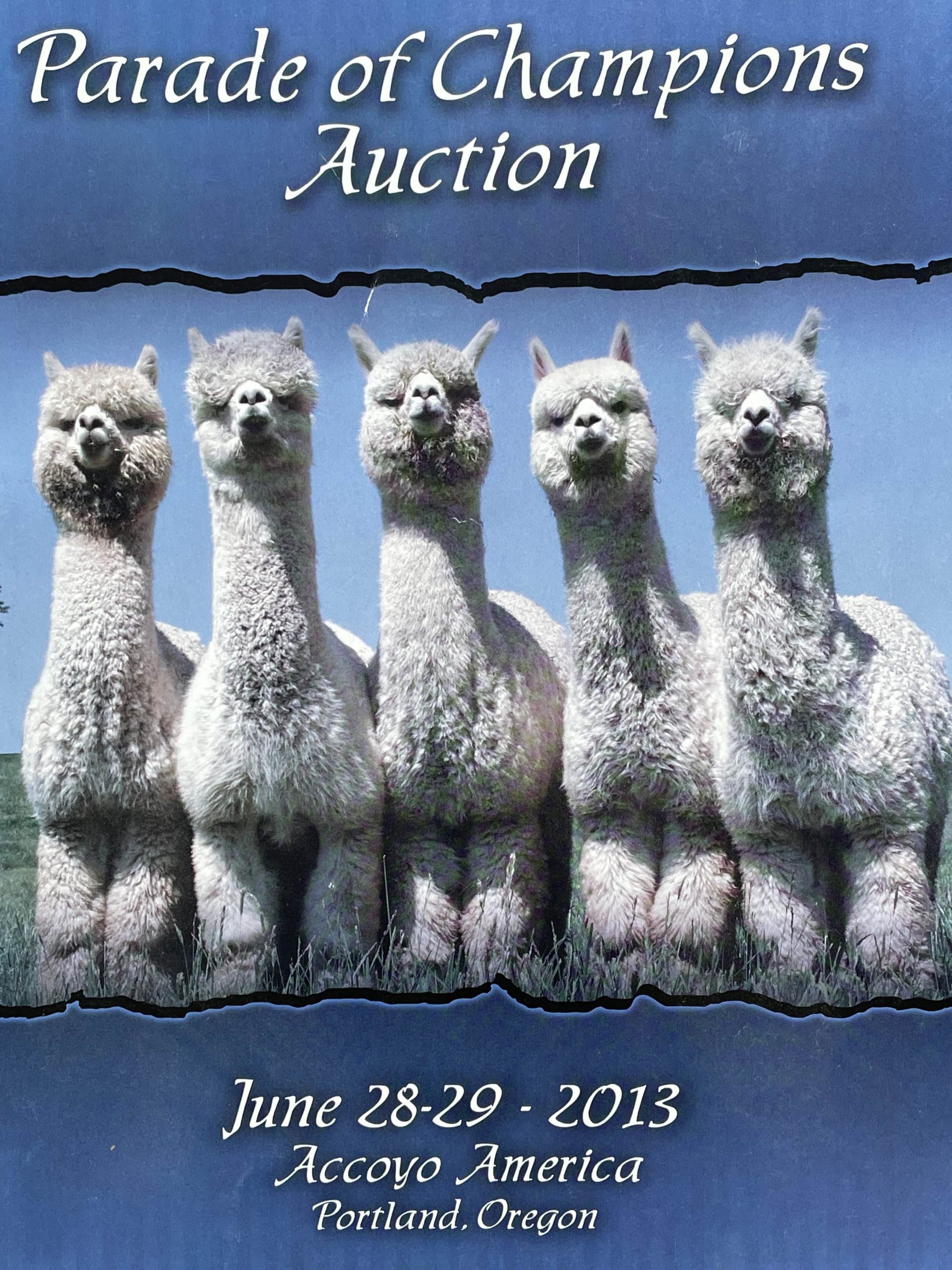Alpacas